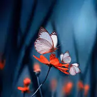 whatsapp dp images butterfly
